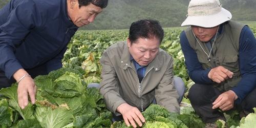 김병원 고랭지 무와 배추 수급상황 점검, 