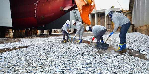 현대중공업 선박 떠난 도크에 물고기떼, 조선업 호황 징조로 여겨져