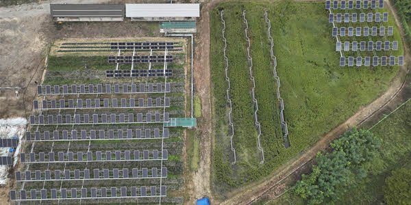 [현장] 영농형 태양광 실증단지 가보니, '농가소득 최대 6배'에 기후대응까지