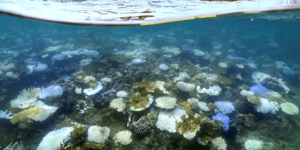 지구 온난화로 산호초 절멸 위기에 놓였다, 해양 생태계에 큰 타격 불가피