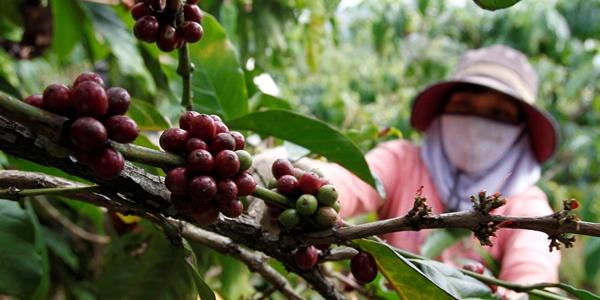 유럽 커피 수입업자들, EU 삼림벌채규정 시행 앞두고 재고 확보 분주