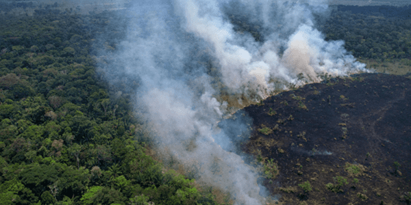 영국 연구진 "열대지역 나무 메탄 흡수율 높아", 기후변화 대응에 역할 중요