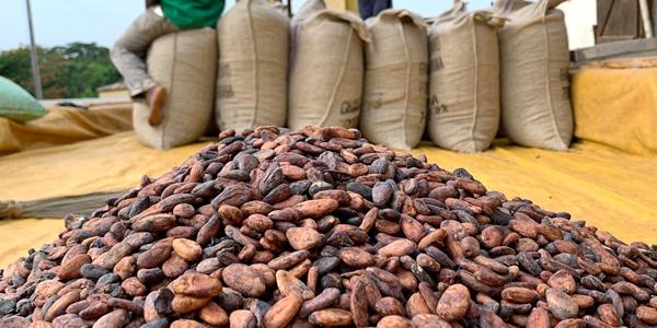 기후변화에 초콜릿 가격도 급등, 아마존 숲에서 코코아 개량 해법 찾는다