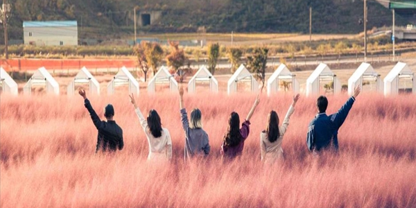 다가오는 징검다리 연휴 가을 꽃에 취해볼까, 국화 야생화 핑크뮬리 명소는