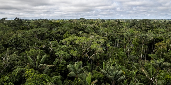 세계자연기금 한국에 열대우림 보전기금 참여 촉구   재원 확대 계기 