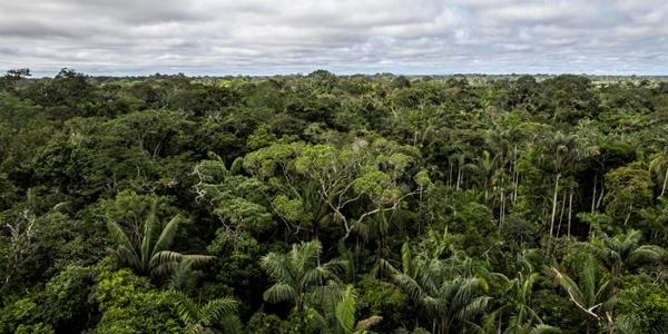 세계자연기금 한국에 열대우림 보전기금 참여 촉구, 